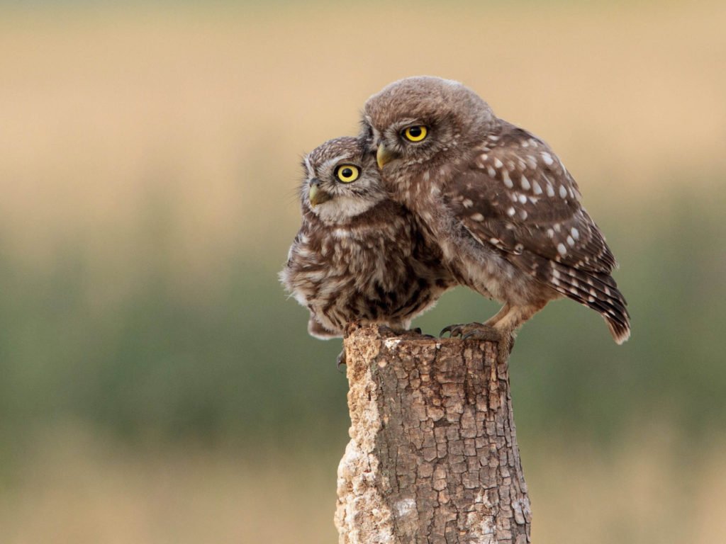 Wildlife and Birdwatching tour in North Macedonia dmc macedonia tour operator 6