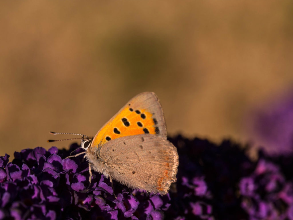 Wildlife and Birdwatching tour in North Macedonia dmc macedonia tour operator 3