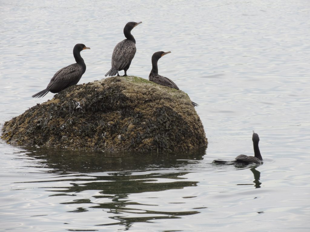 Wildlife and Birdwatching tour in North Macedonia dmc macedonia tour operator 4